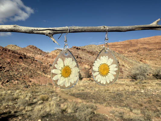 A little drop of daisies